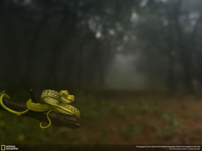 2016-national-geographic-nature-photographer-of-the-year-finalists-13