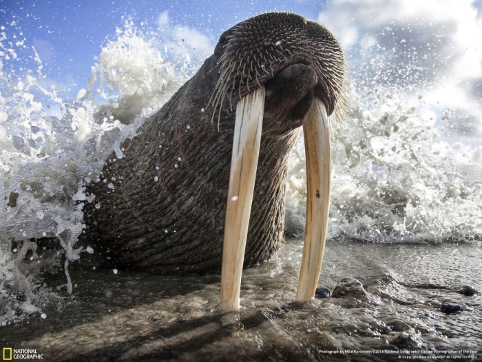 2016-national-geographic-nature-photographer-of-the-year-finalists-6
