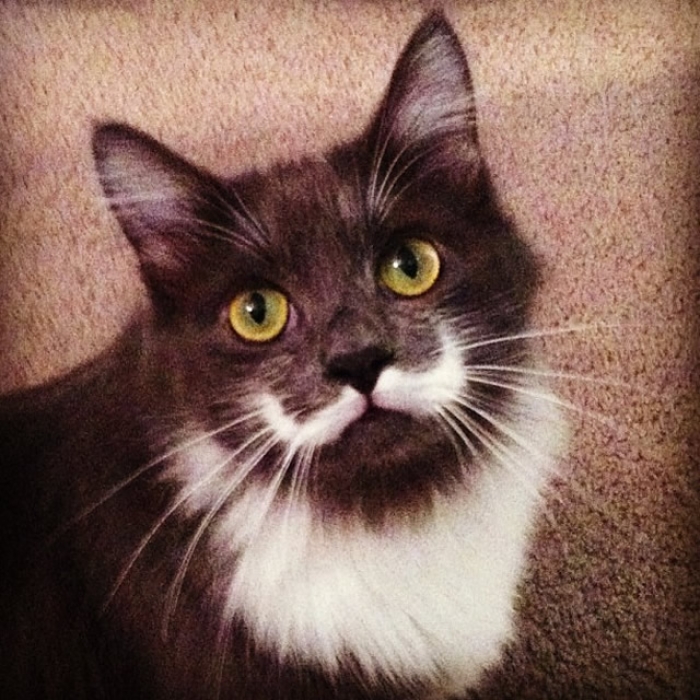 #8 HAMILTON_THE_HIPSTER_CAT
