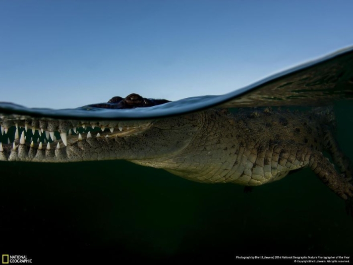 2016-national-geographic-nature-photographer-of-the-year-finalists-2