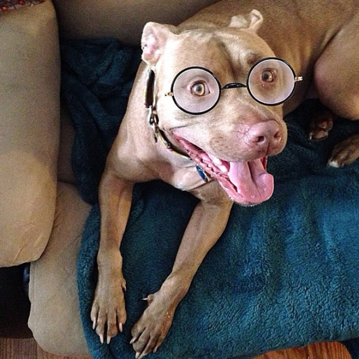 #10 OTTERTHEPITBULL