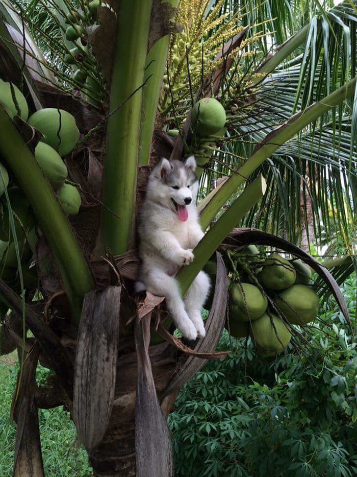 husky-puppy-tree-photoshop-battle-1