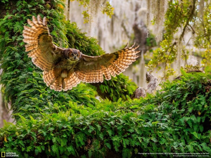 2016-national-geographic-nature-photographer-of-the-year-finalists-1