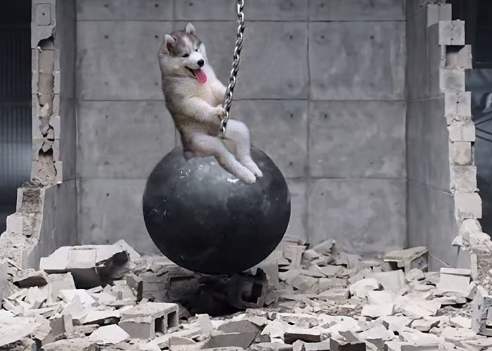 husky-puppy-tree-photoshop-battle-12