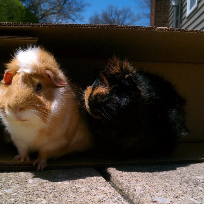 #11 GUINEAPIGS_RUFFLES_MALONE
