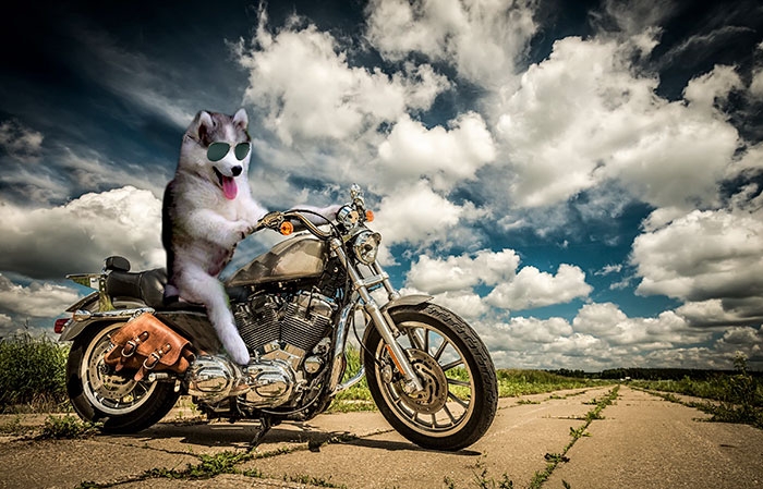 husky-puppy-tree-photoshop-battle-15
