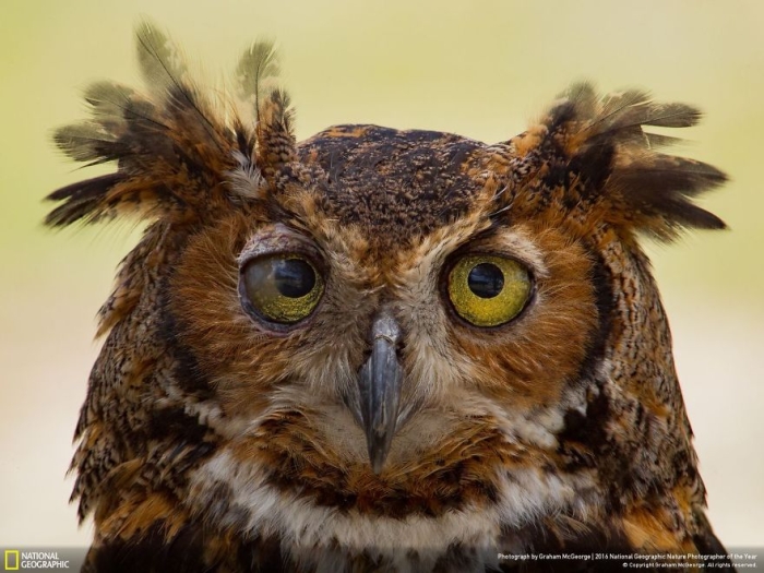 2016-national-geographic-nature-photographer-of-the-year-finalists-7