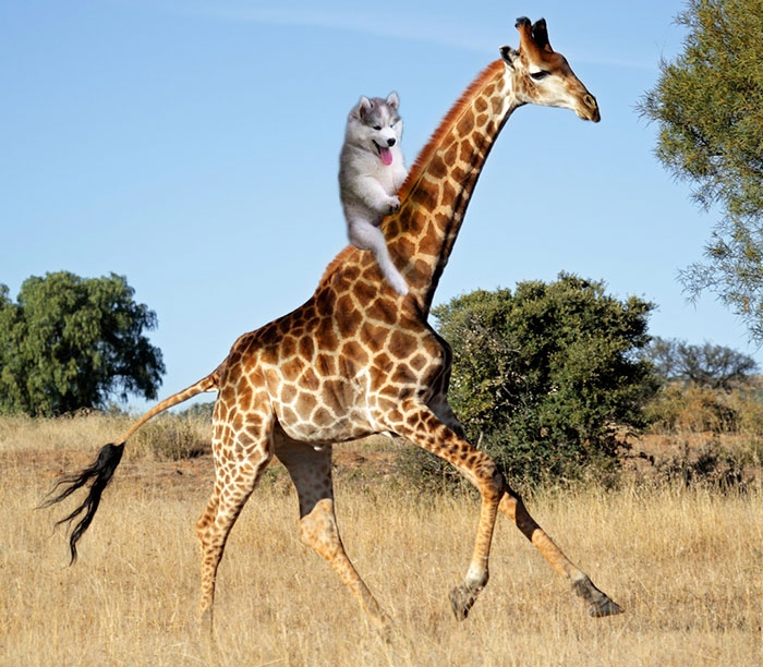 husky-puppy-tree-photoshop-battle-8