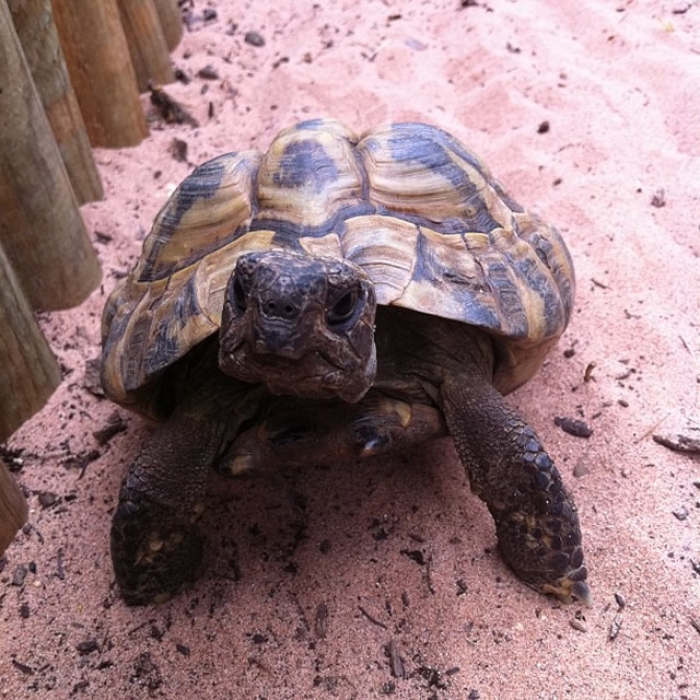 #14 TORTOISEGARDEN