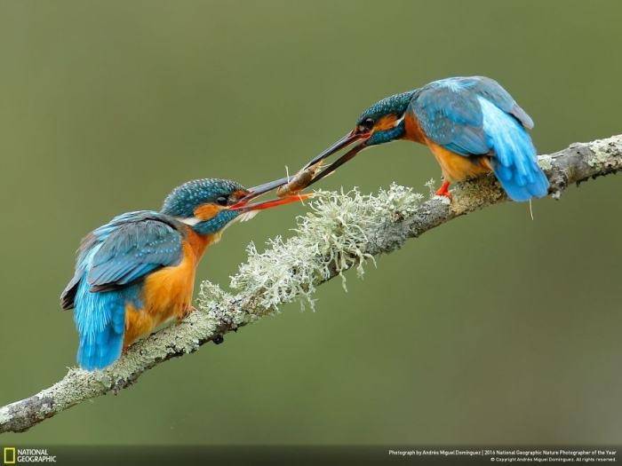 2016-national-geographic-nature-photographer-of-the-year-finalists-18