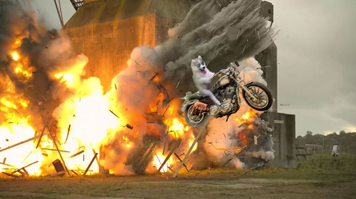 husky-puppy-tree-photoshop-battle-16