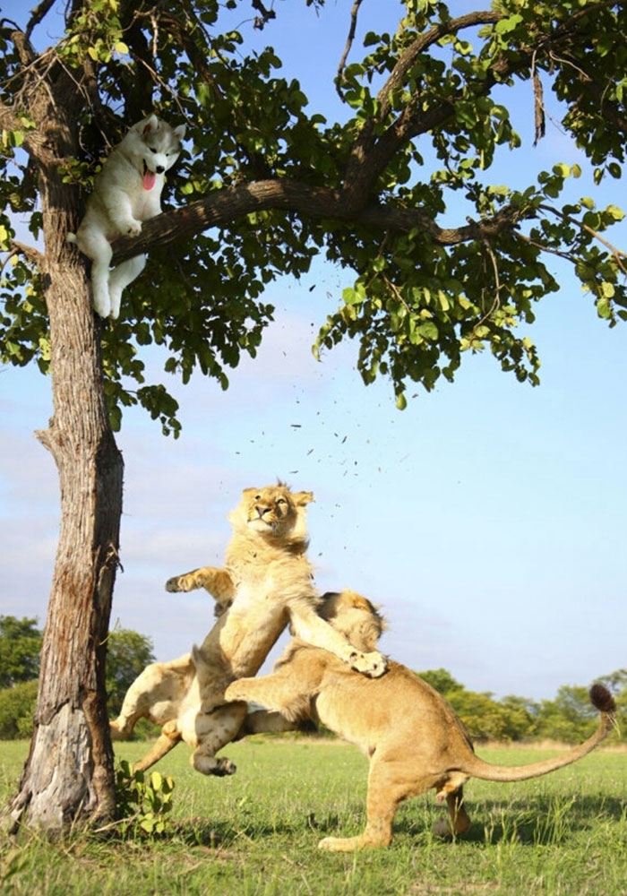 husky-puppy-tree-photoshop-battle-5