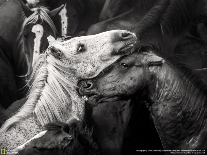 2016-national-geographic-nature-photographer-of-the-year-finalists-16
