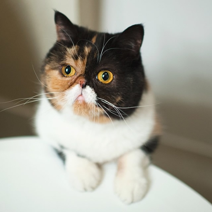 #17 PUDGETHECAT