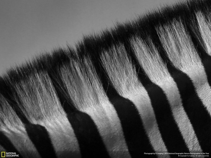 2016-national-geographic-nature-photographer-of-the-year-finalists-9