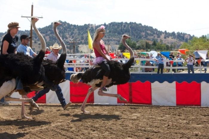 Races on ostriches