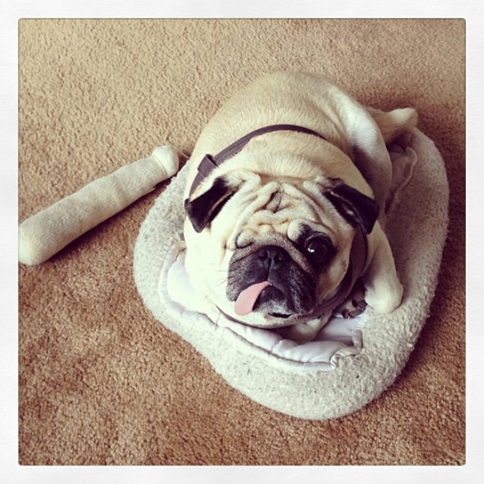 #18 PIRATEPUGJACK