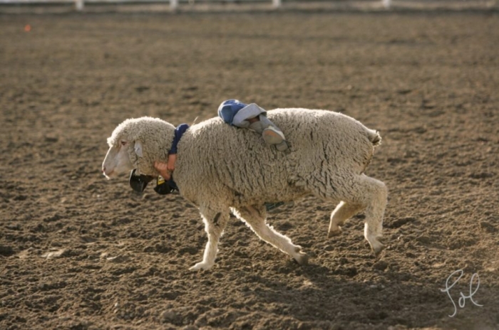 Kids’ rodeo