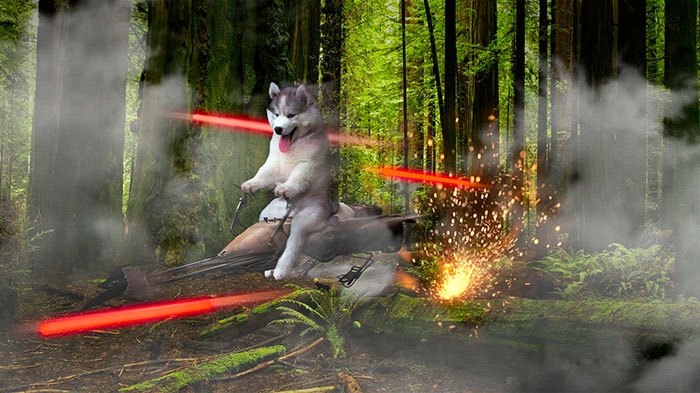 husky-puppy-tree-photoshop-battle-13