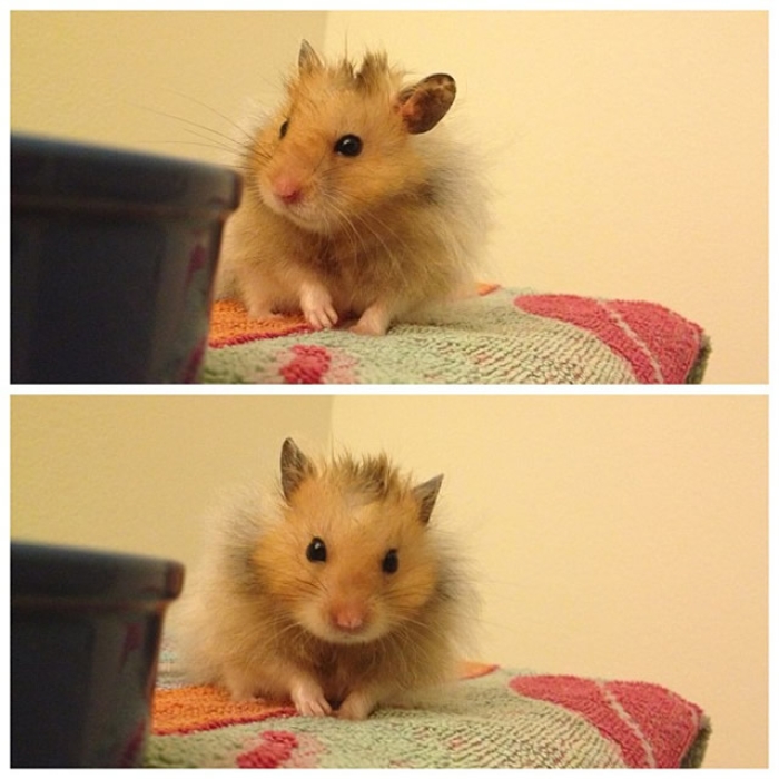 #20 TRUFFLESTHEHAMSTER