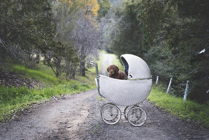 couple-pregnancy-fake-baby-dog-marlboroprincess-4