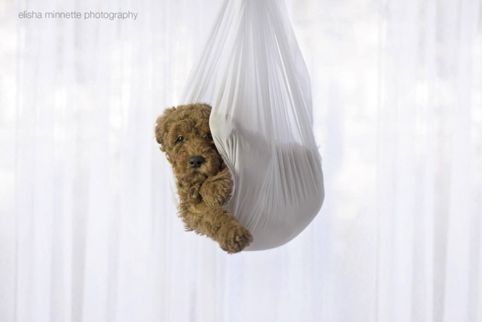 couple-pregnancy-fake-baby-dog-marlboroprincess-5