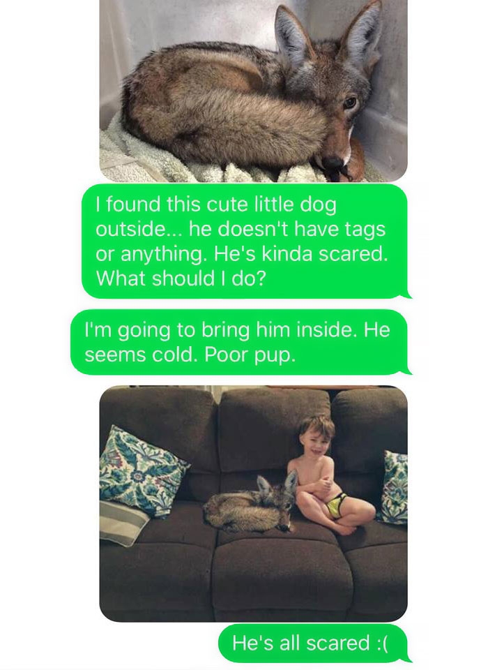 dog-coyote-prank-kayla-eby-12