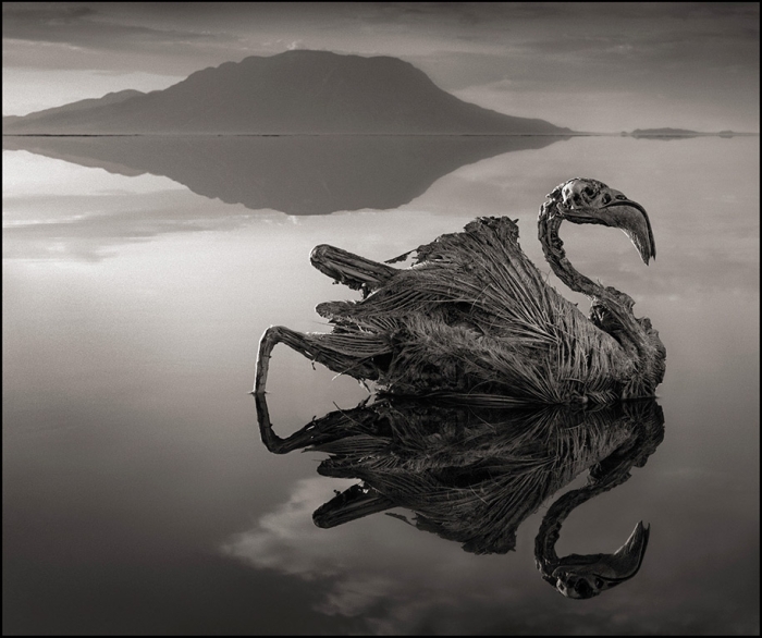 stone-animals-lake-natron-nick-brandt-3