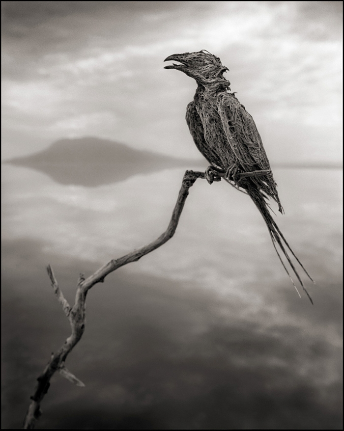 stone-animals-lake-natron-nick-brandt-6