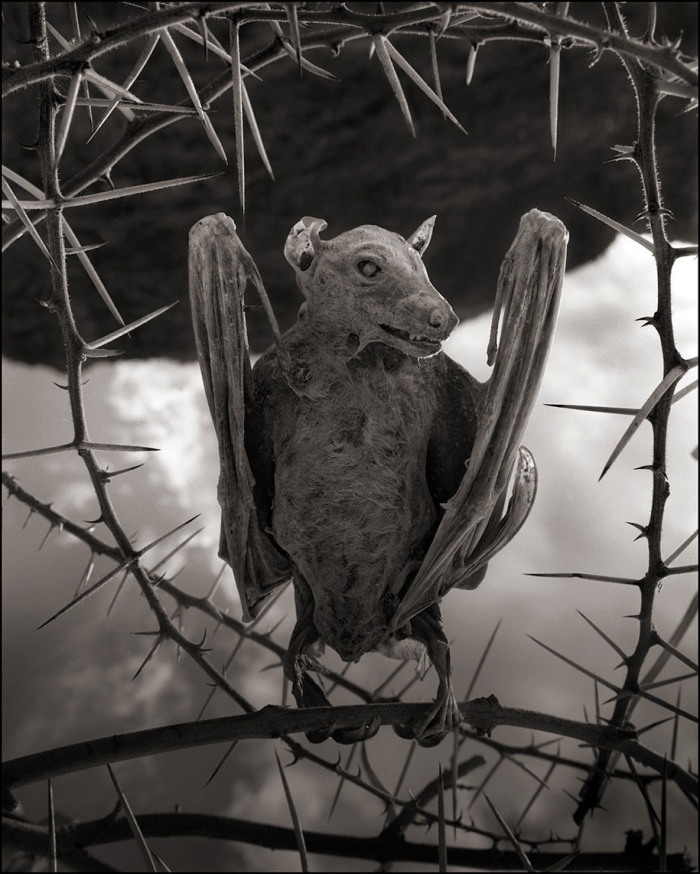 stone-animals-lake-natron-nick-brandt-1
