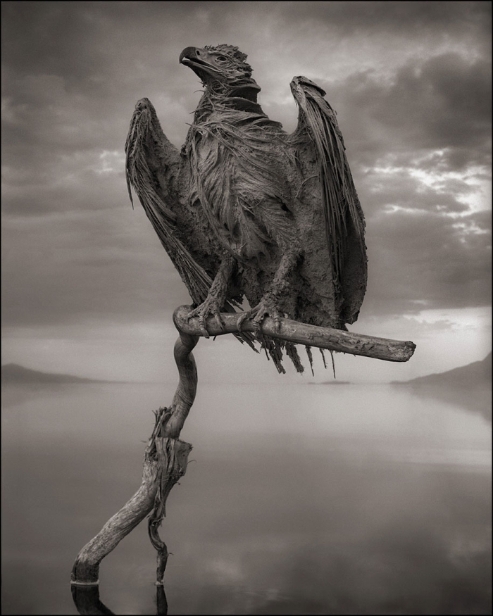 stone-animals-lake-natron-nick-brandt-2