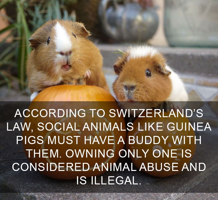 unheard-interesting-facts-11
