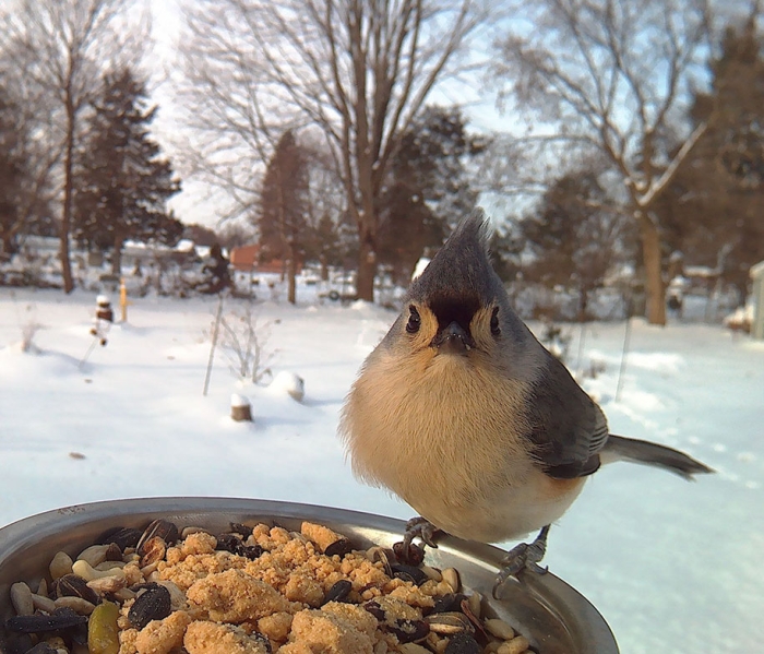 bird-feeder-camera-birds-photos-lisa-ca-6
