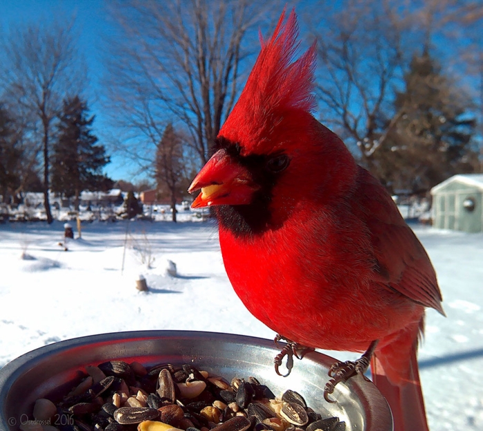 bird-feeder-camera-birds-photos-lisa-ca-3