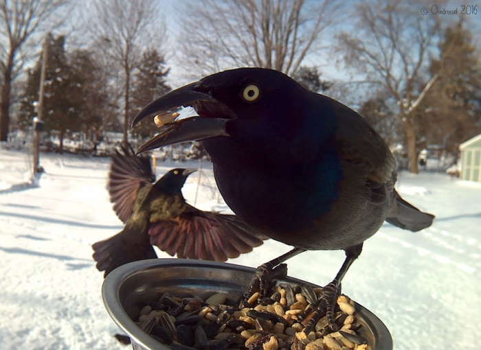 bird-feeder-camera-birds-photos-lisa-ca-4
