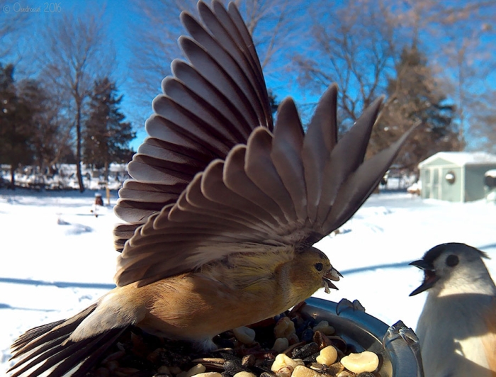 bird-feeder-camera-birds-photos-lisa-ca-7