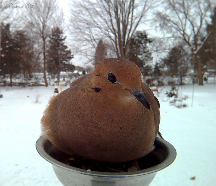 bird-feeder-camera-birds-photos-lisa-ca-1