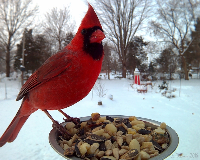 bird-feeder-camera-birds-photos-lisa-ca-9