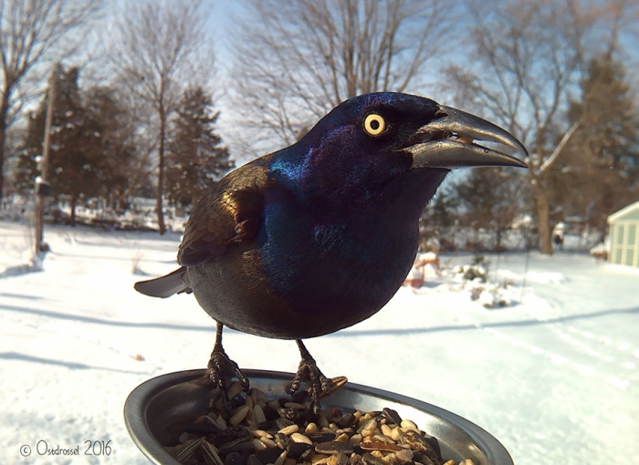 bird-feeder-camera-birds-photos-lisa-ca-2