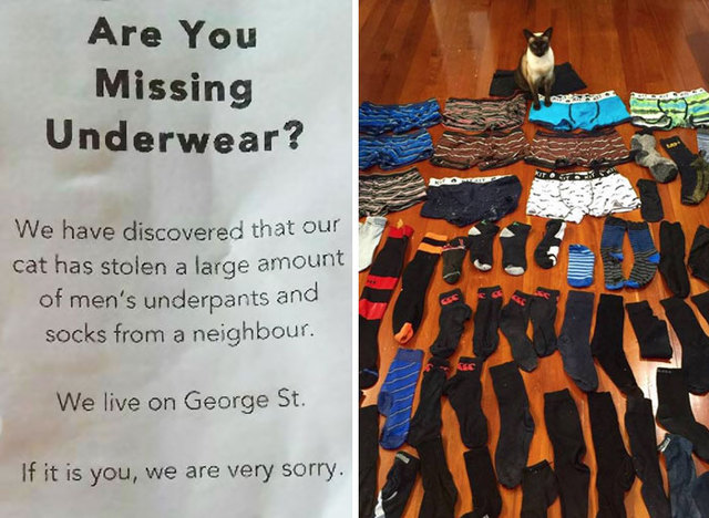 10+ Times Pets Were Total Jerks, But It Made Us Laugh Anyway