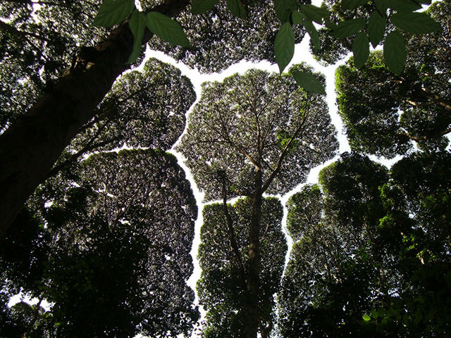 27 Stunning Examples Of “Crown Shyness”, A Phenomenon Where Trees Avoid Touching