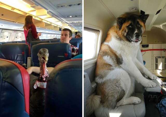 50 Flights With The Most Awesome Passengers