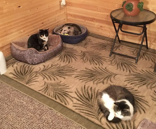 Grandma Looks After Three Kittens Until Her Grandson Tells Her That One Of Them Isn't A Kitten At All