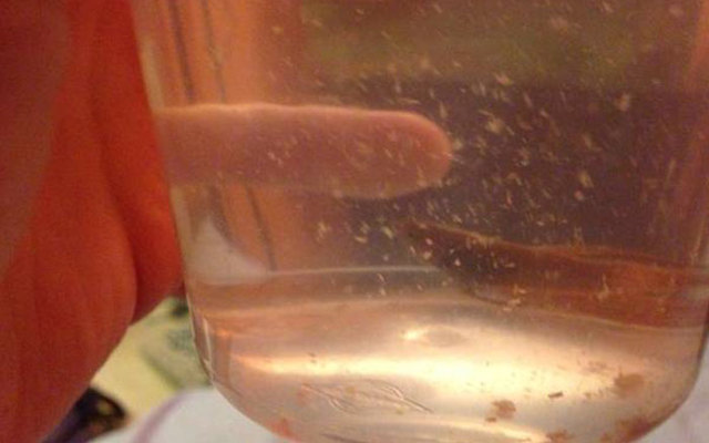 Guy Gets A Neglected Betta Fish That Started To Rot At Petsmart, His Care Completely Changes Her