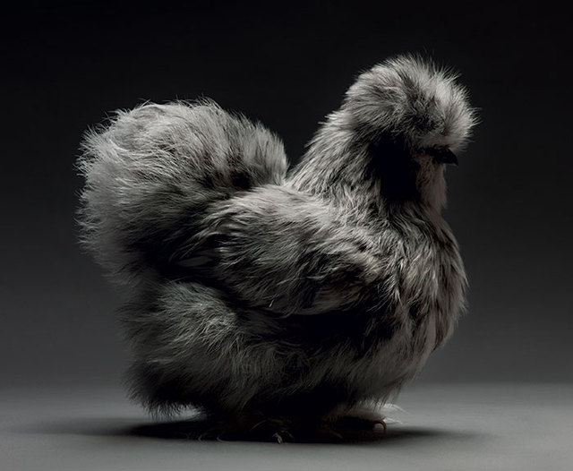 Photographer Documents Chickens, And They All Look Like Supermodels