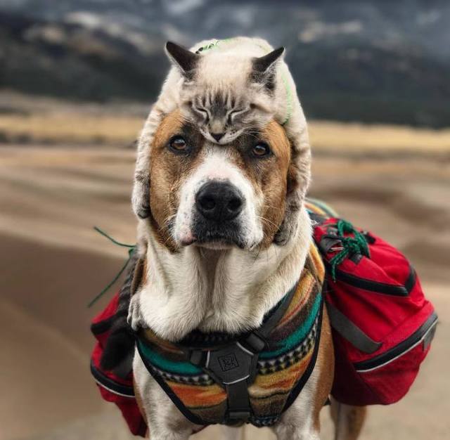 This Cat And Dog Enjoy Traveling Together, And Their Photos Are Absolutely Adorable
